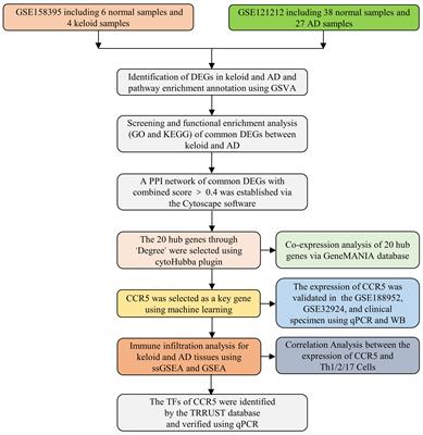 Identification and validation of CCR5 linking keloid with atopic dermatitis through comprehensive bioinformatics analysis and machine learning